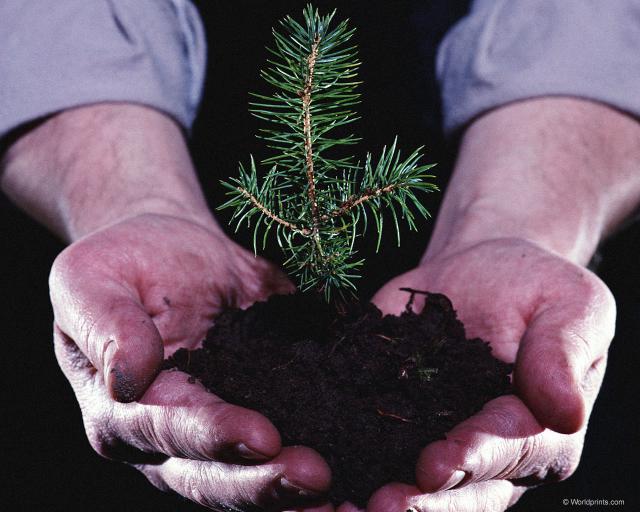 4016659_58232585_baby_tree_1_ (640x512, 49Kb)