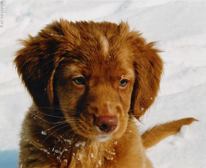 cute_puppies_39 (700x573, 61Kb)