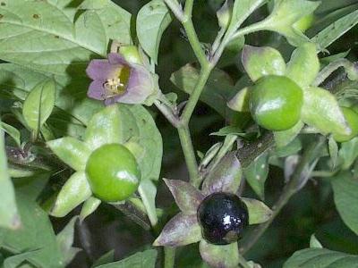 atropa_belladonna (400x300, 34Kb)