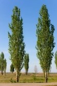 9288952-high-green-spring-poplars-on-a-roadside (112x168, 8Kb)