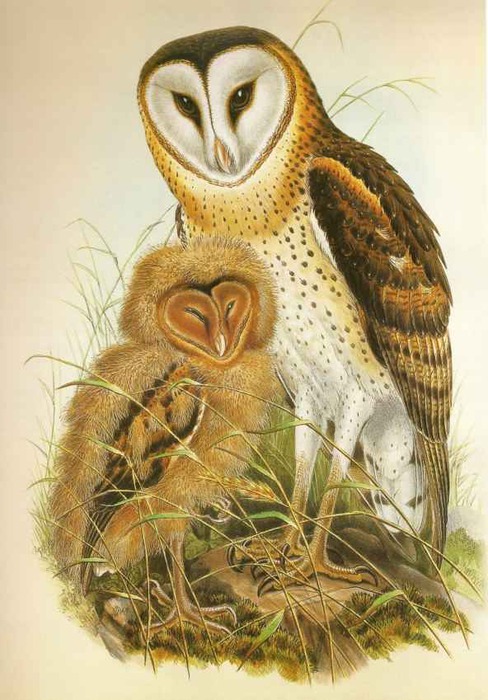 3623822_GrassOwlTytocapensis (488x700, 113Kb)