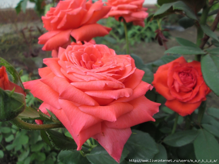 IMG_0186 (700x525, 187Kb)