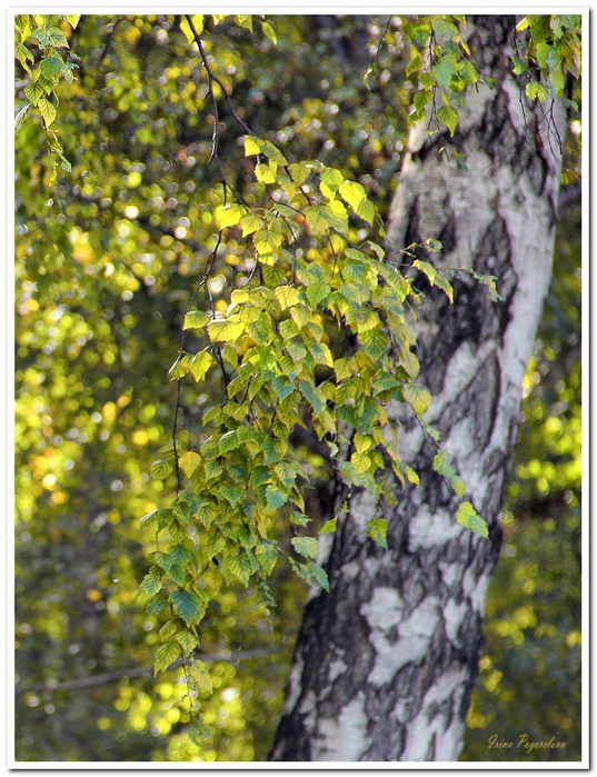 IMG_47042   (537x700, 284Kb)