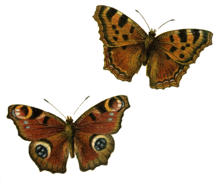 Butterflies ~ brown (700x581, 325Kb)
