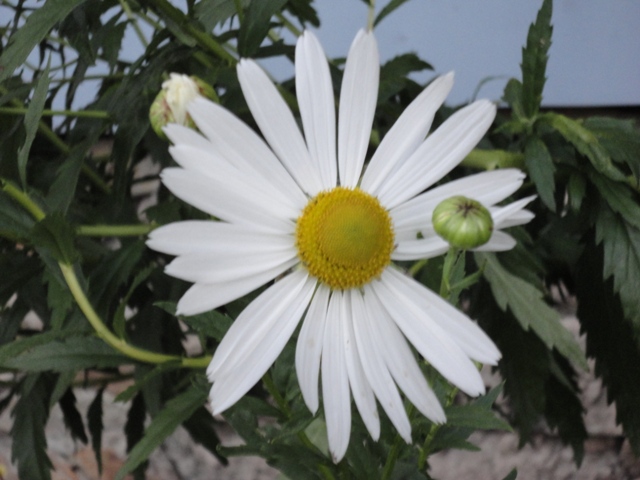 DSC03110 (640x480, 133Kb)