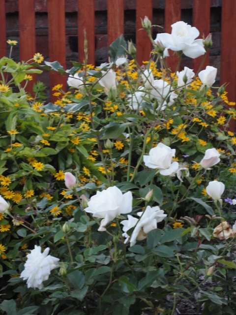 DSC03092 (480x640, 195Kb)