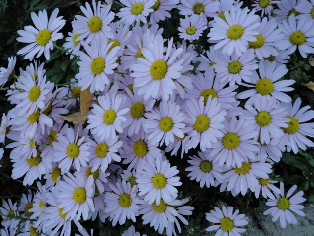 DSC03096 (640x480, 209Kb)