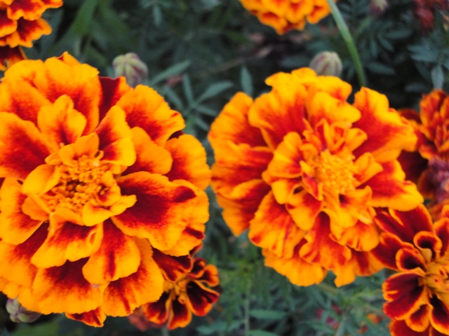 DSC03099 (640x480, 164Kb)