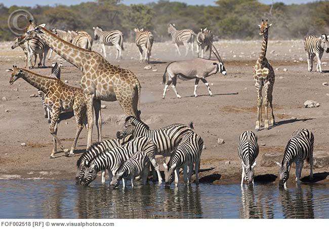 africa_namibia_safari_animals_at_waterhole_in_fof002518 (650x453, 71Kb)
