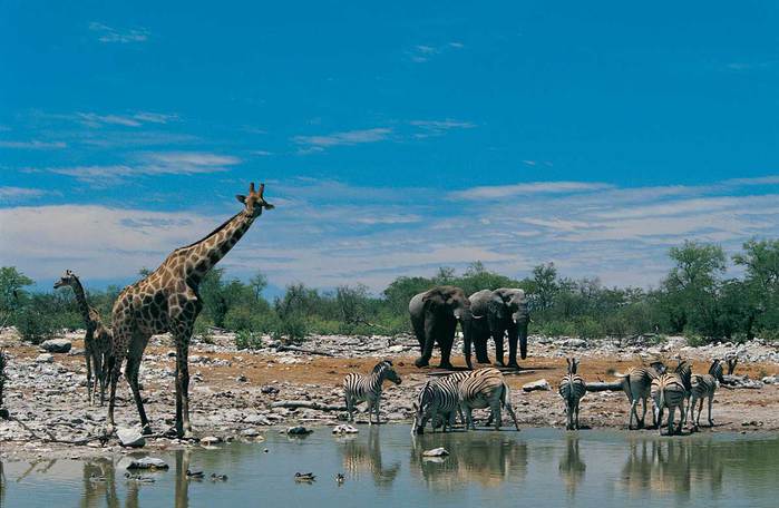 africa-safaris-wildlife-1g (700x456, 50Kb)