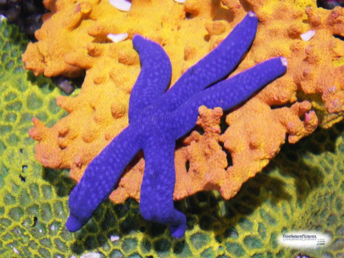 bluestarfish1 (700x525, 74Kb)