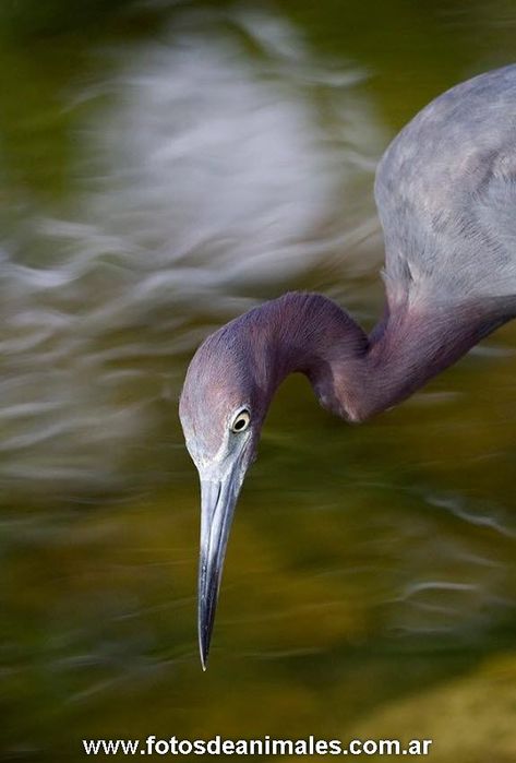 fotos-de-pajaros_11 (473x700, 35Kb)