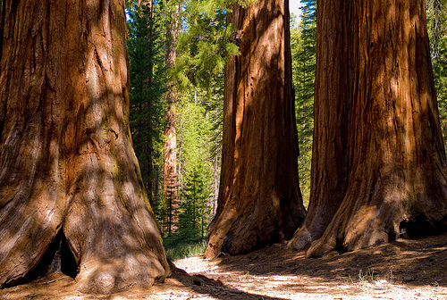 sequoia-trees_by-Joi (500x336, 184Kb)