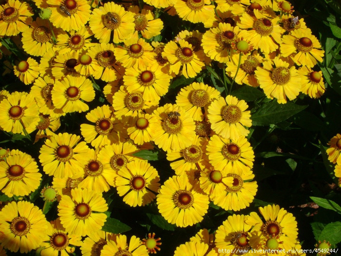91926495_large_zheltuye_cvetuy (700x525, 361Kb)