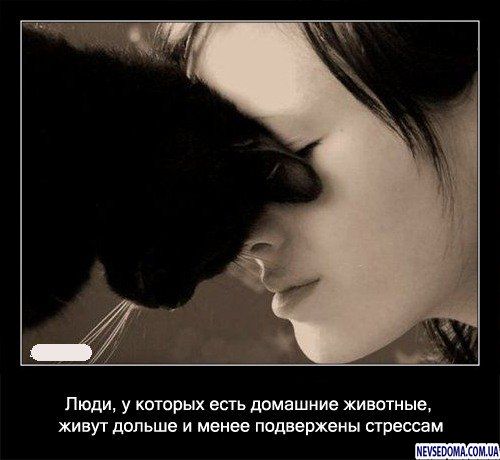 kitti (1) (500x460, 32Kb)
