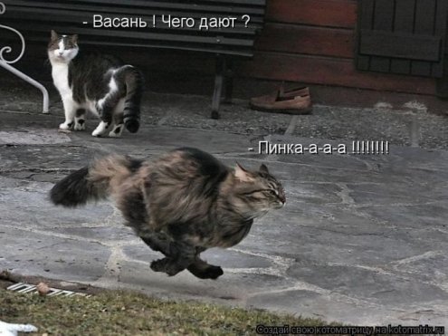 kitti (5) (495x371, 42Kb)