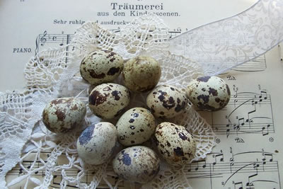 free_background_backgrounds_Quail_eggs_with_Music_Sheet (400x267, 33Kb)