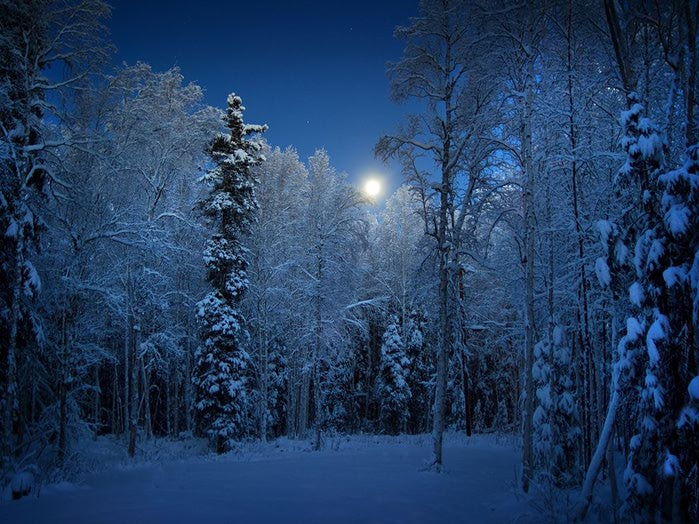 snow-trees-alaska_58932_990x742 (700x524, 95Kb)