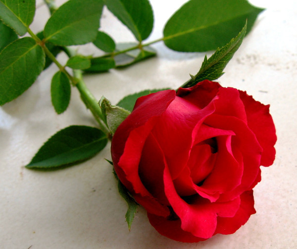 0_4172a_8fdacddf_XL_png (600x502, 75Kb)
