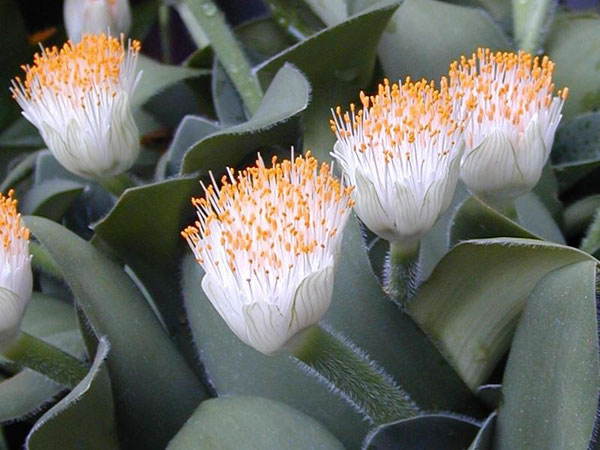 haemanthus_albiflos1_1 (600x450, 64Kb)