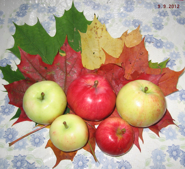 IMG_7847  (600x548, 127Kb)