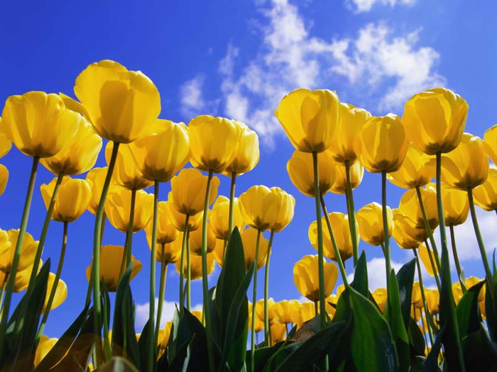 0_3cc55_3663f078_XL (700x525, 97Kb)