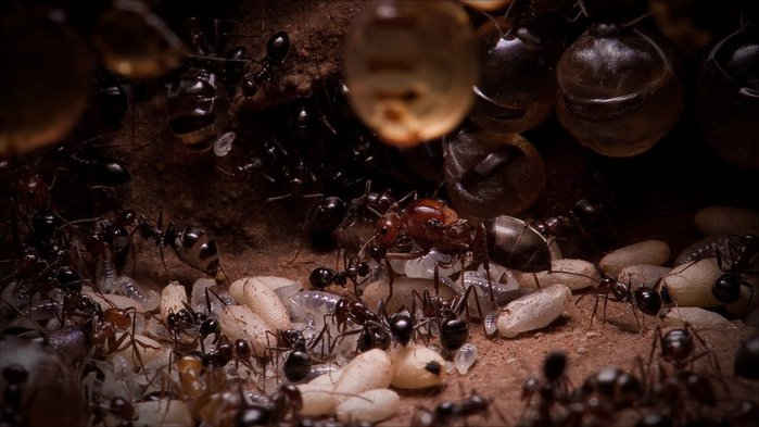 австралийские медовые муравьи фото 1 (700x393, 57Kb)
