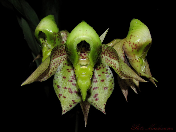 Catasetum maculatum  (700x525, 124Kb)