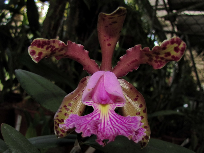 Cattleya schilleriana (700x525, 167Kb)