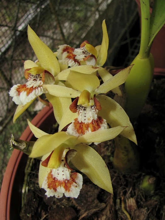 Coelogyne lentiginosa (525x700, 256Kb)