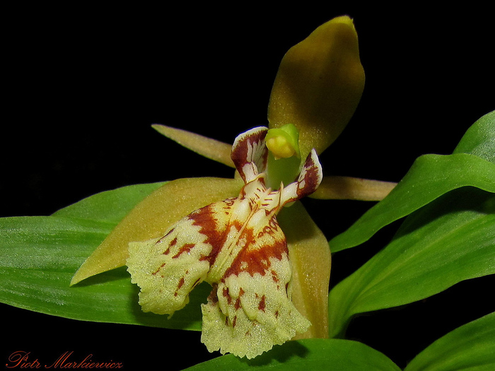 Coelogyne schilleriana  (700x525, 142Kb)