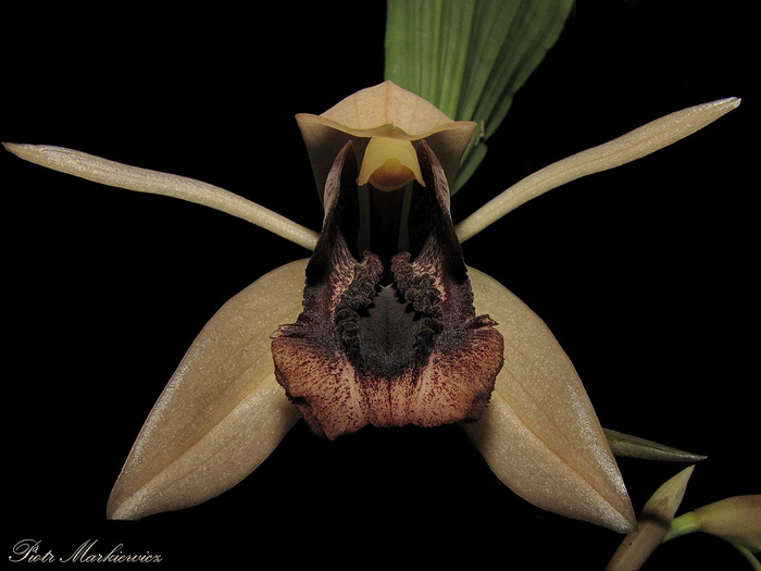 Coelogyne xyrekes (700x525, 106Kb)