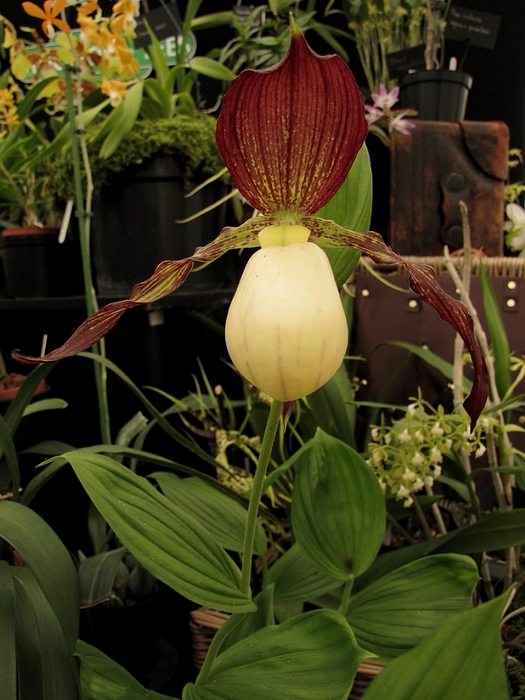 Cypripedium kentuckiense (525x700, 265Kb)