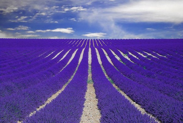 Lavender-Fields-in-Provence-France.-600x403 (600x403, 76Kb)