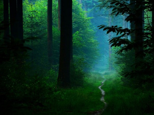 This-Forest-600x451 (600x451, 61Kb)