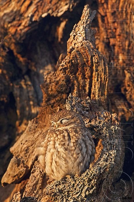 1349965332_11 (465x700, 98Kb)