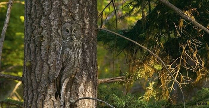 1349965356_13 (700x361, 69Kb)