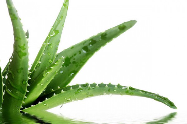 aloevera-600x399 (600x399, 35Kb)