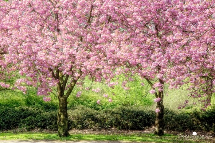 incredic (700x466, 144Kb)