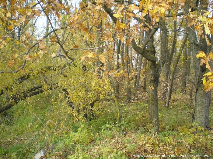 P1010001 (700x525, 498Kb)