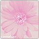 cncy_p_skin0004892_g (80x80, 7Kb)