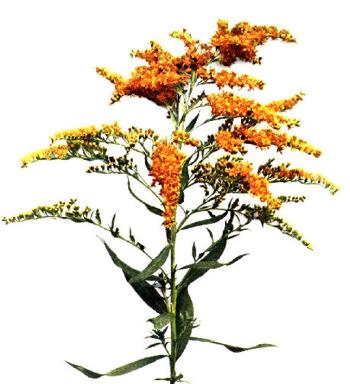 solidago_canadensis (350x384, 22Kb)