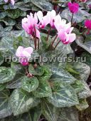 images-stories-nachinayushim-cyclamen_peresadka_12-128x170 (128x170, 9Kb)