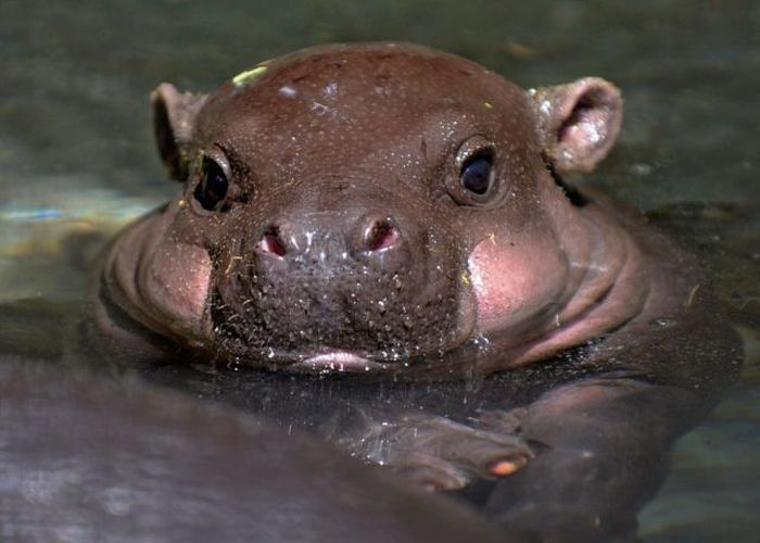baby-hippo (700x500, 45Kb)