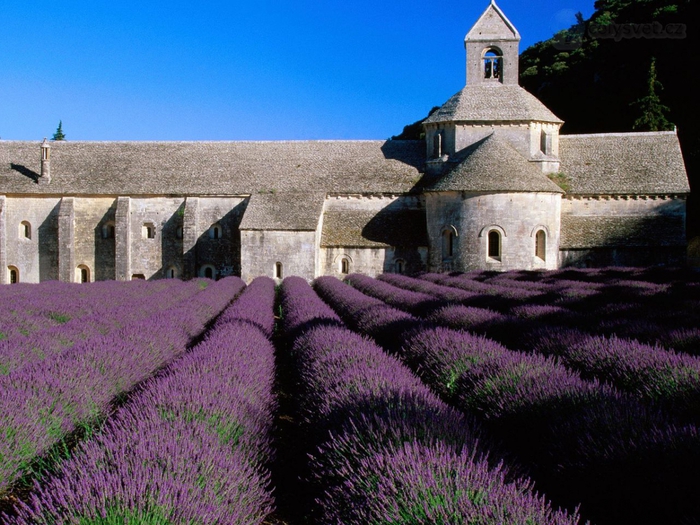 4216969_lavenderfieldabbeyofsenanqueneargordesprovencefrance (700x525, 322Kb)