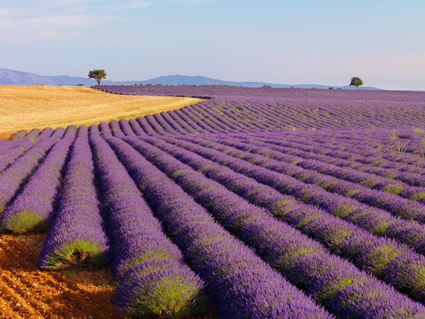 4216969_1290528836_france17 (600x450, 64Kb)