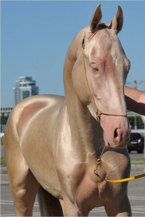 1346683214_1346430560_pretty_horse_04 (465x700, 45Kb)