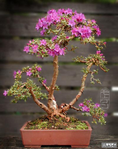 bonsai-april2003-024 (400x504, 109Kb)