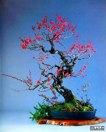 00-bonsai-9 (363x450, 126Kb)