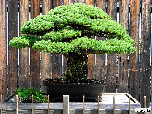 00-bonsai-55 (500x375, 268Kb)